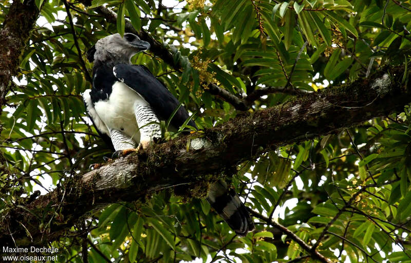Harpy Eagleadult, habitat, pigmentation
