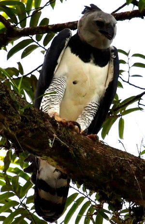 Harpy Eagle