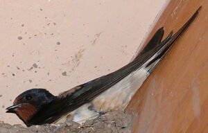 Hirondelle rustique