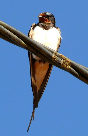 Hirondelle rustique