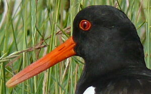Eurasian Oystercatcher