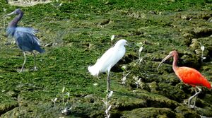Ibis rouge