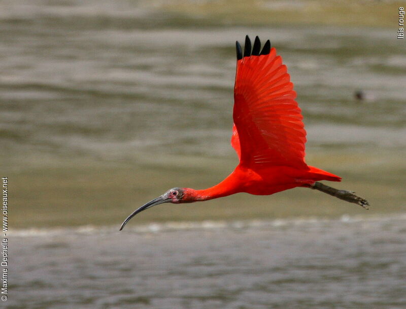 Scarlet Ibisadult, Flight