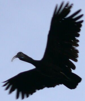 Green Ibis