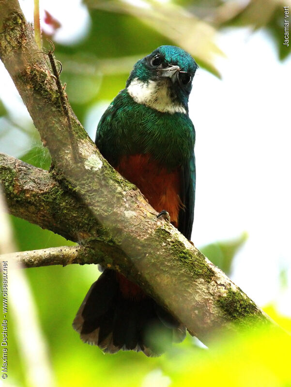 Green-tailed Jacamar male juvenile, identification