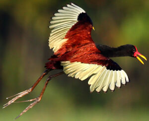 Wattled Jacana