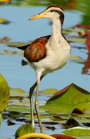 Wattled Jacana