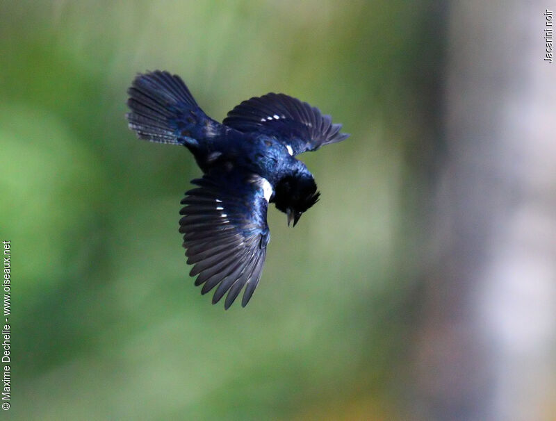 Blue-black Grassquit male adult, identification, Flight, song, Behaviour