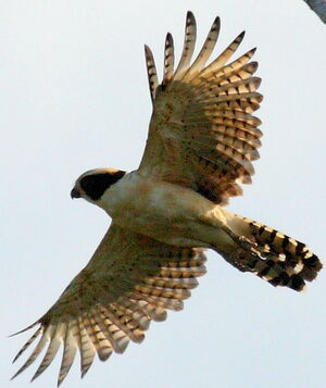 Laughing Falcon