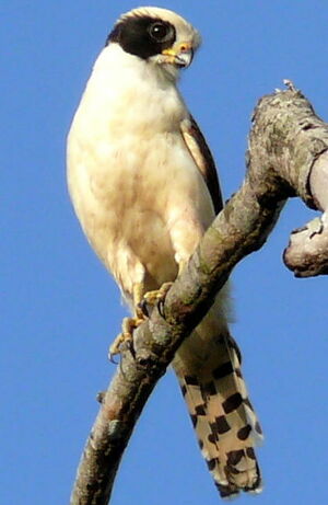 Laughing Falcon