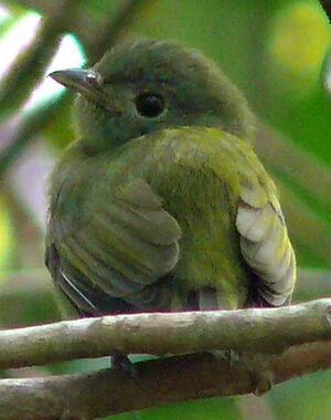 Manakin � t�te blanche