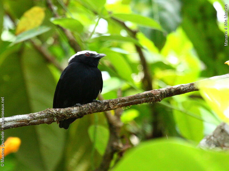 White-crowned Manakin male adult, identification