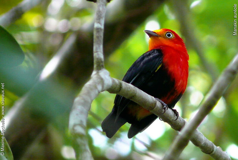 Crimson-hooded Manakin male adult