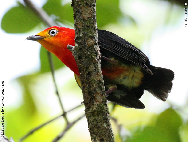 Crimson-hooded Manakin male adult, identification