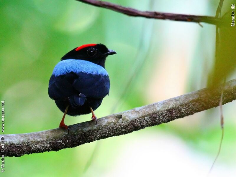Blue-backed Manakin male adult, identification