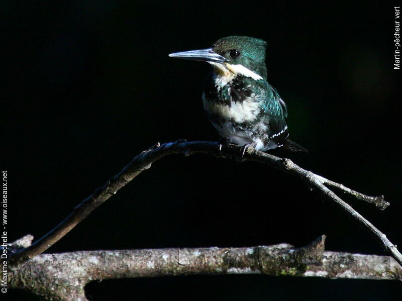 Green Kingfisher female adult, identification