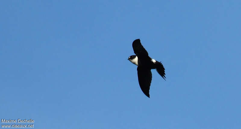 Lesser Swallow-tailed Swift, Flight