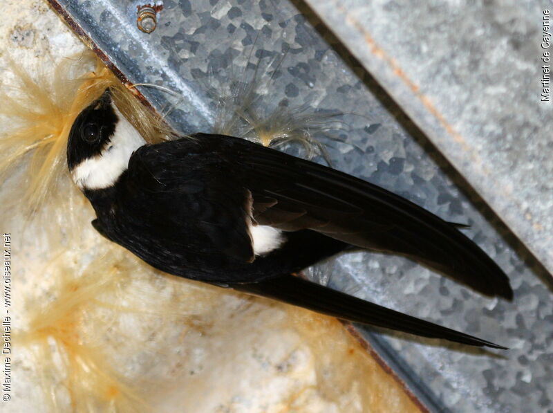 Lesser Swallow-tailed Swift, identification, Reproduction-nesting