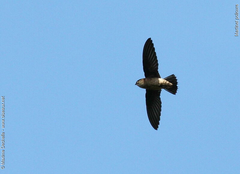 Short-tailed Swift, Flight