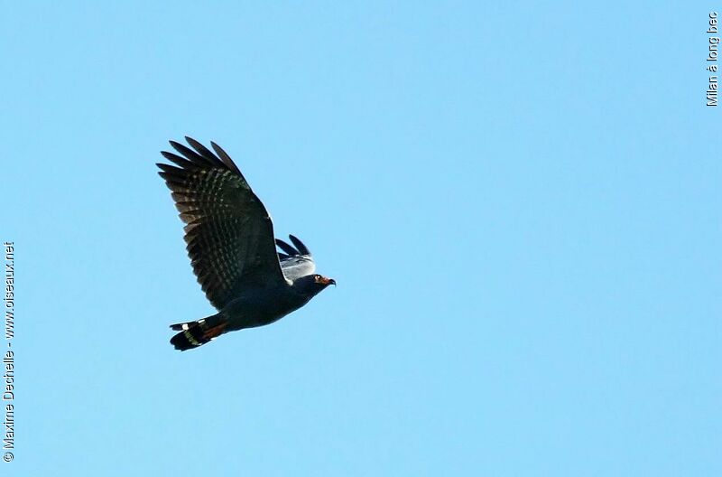 Slender-billed Kite, Flight