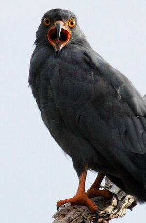 Slender-billed Kite