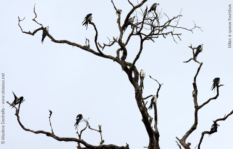 Swallow-tailed Kite, identification, Behaviour