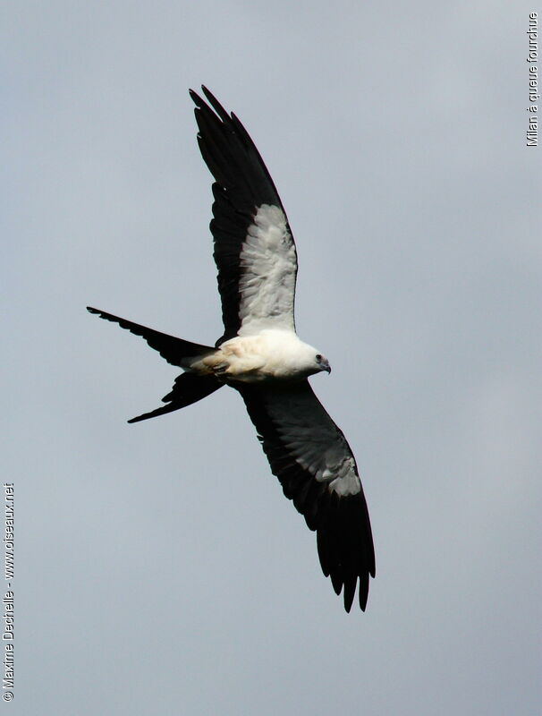 Swallow-tailed Kite, Flight