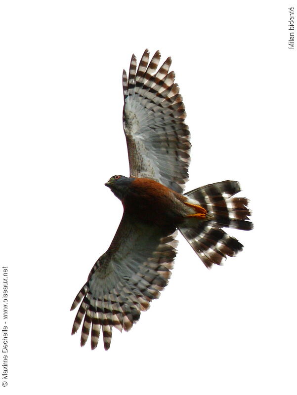 Double-toothed Kite, Flight