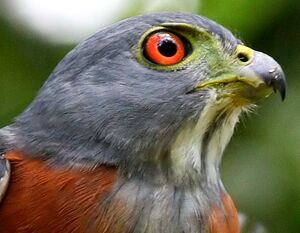 Double-toothed Kite