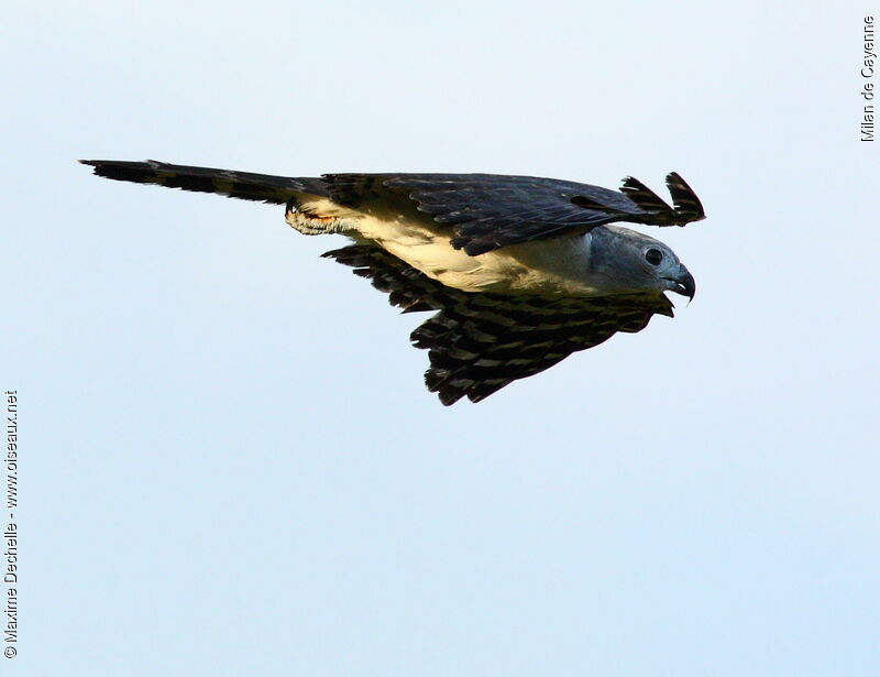 Grey-headed Kite