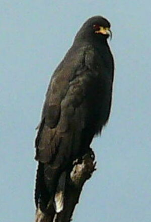 Snail Kite