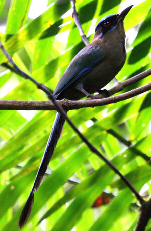 Motmot houtouc