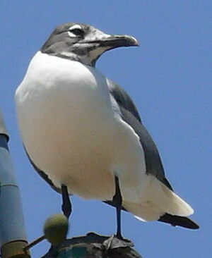 Mouette atricille