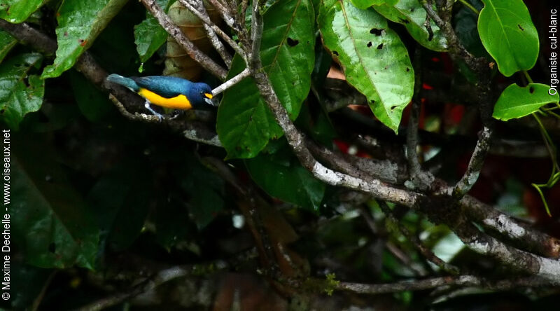 White-vented Euphonia male adult, identification