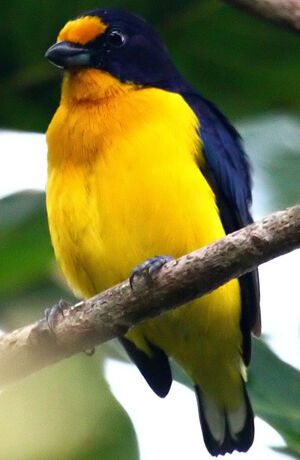 Violaceous Euphonia - Euphonia violacea