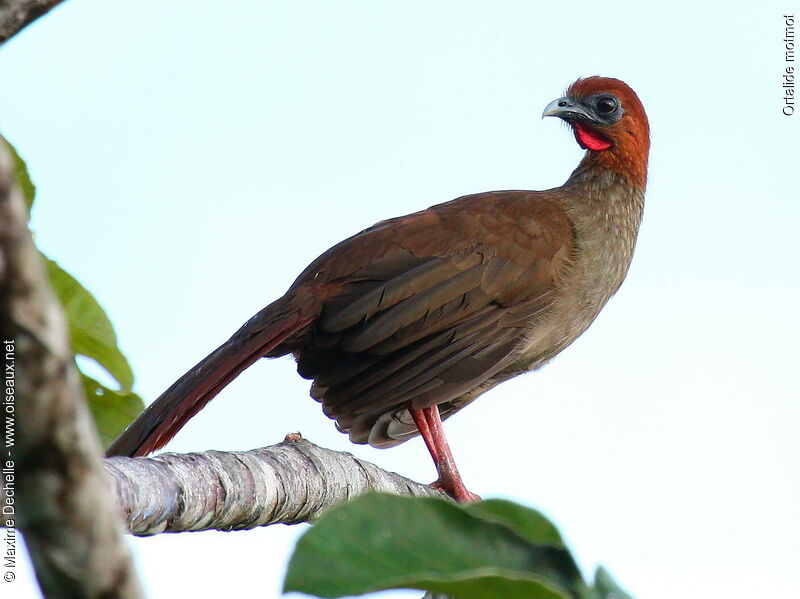 Little Chachalaca male adult
