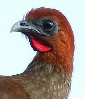 Little Chachalaca