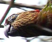 Red-fan Parrot