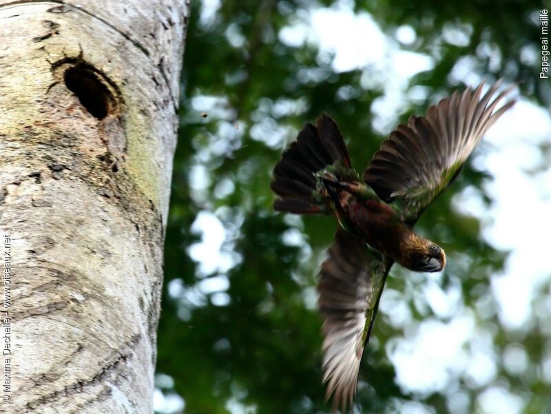 Red-fan Parrotadult, Flight, Reproduction-nesting