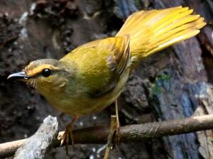Riverbank Warbler