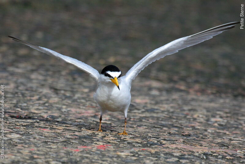 Least Tern, identification, Behaviour