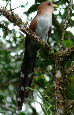 Piaye �cureuil