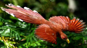 Piaye �cureuil