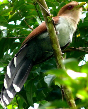 Piaye �cureuil