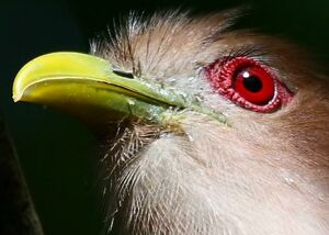 Piaye �cureuil