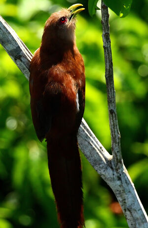 Piaye �cureuil