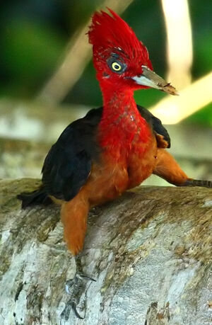 Pic � cou rouge
