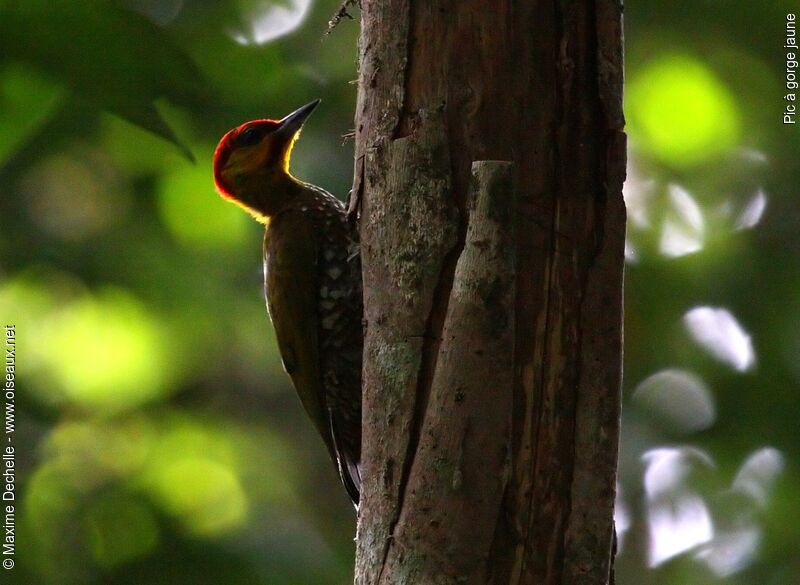 Yellow-throated Woodpecker male adult