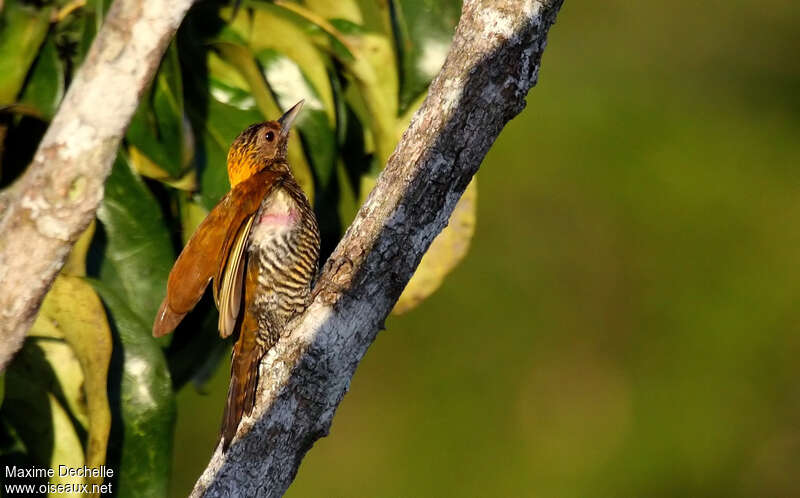 Golden-collared Woodpecker female adult, identification