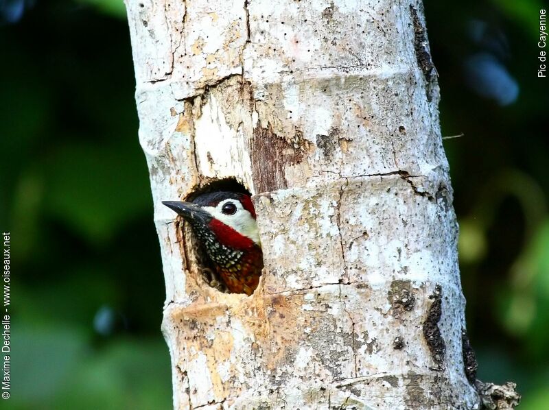 Spot-breasted Woodpecker male adult, identification, Reproduction-nesting